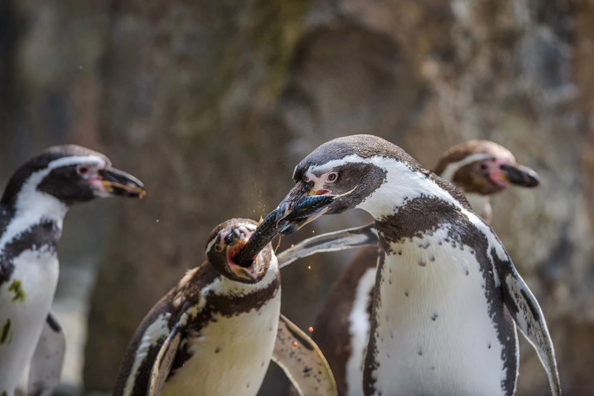 10 Penguin Snacks That Will Blow Your Mind Depositphotos 246473256 L