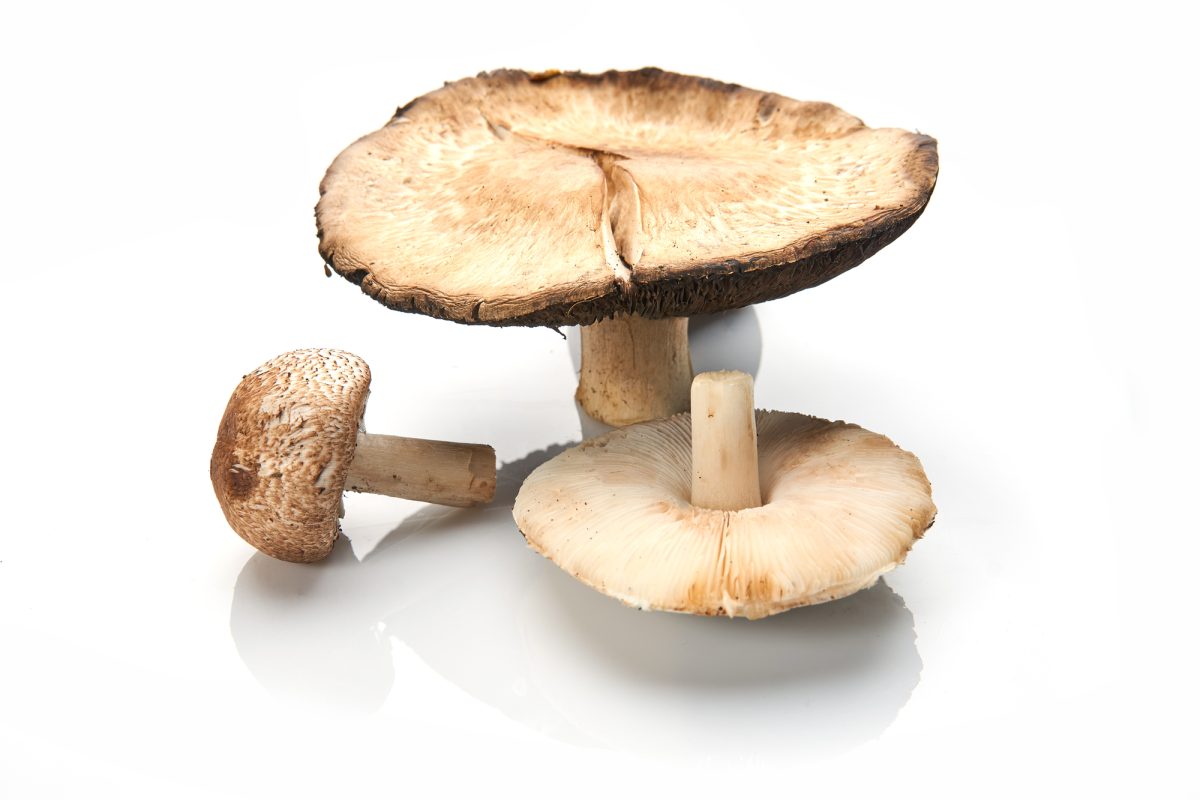 Depositphotos 423130734 L e1744856594892