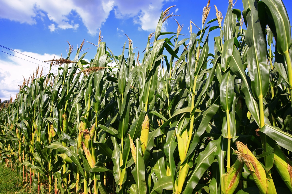 Depositphotos 530626876 L