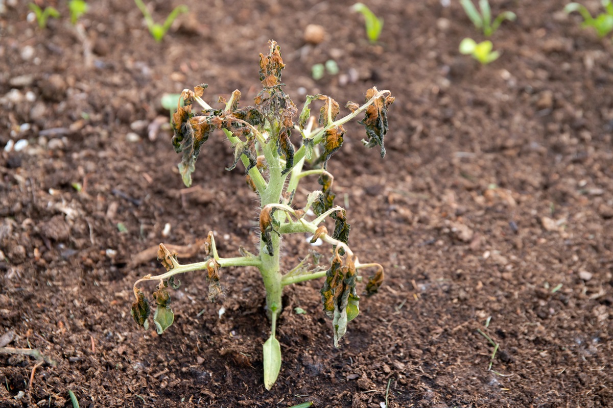 Depositphotos 658024734 L