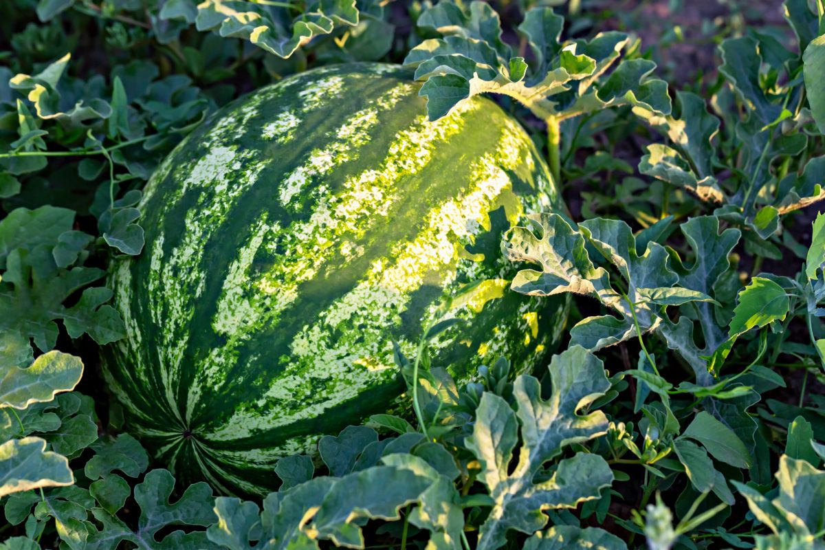 Depositphotos 787533240 L e1744856055950