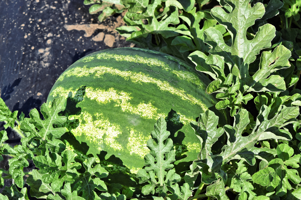 How to pick a watermelon