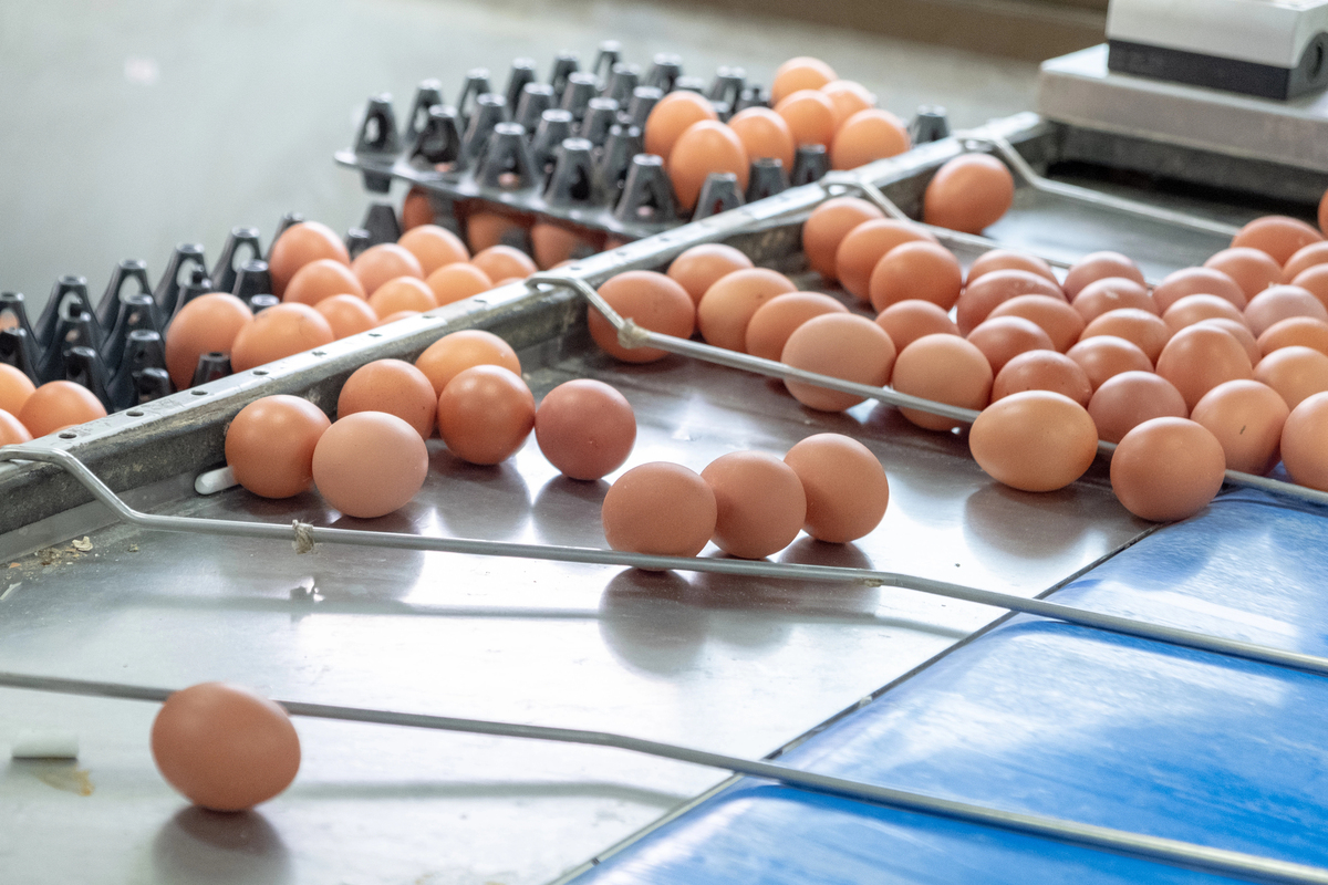 How To Tell If Eggs Are Still Good how to tell if eggs are still good