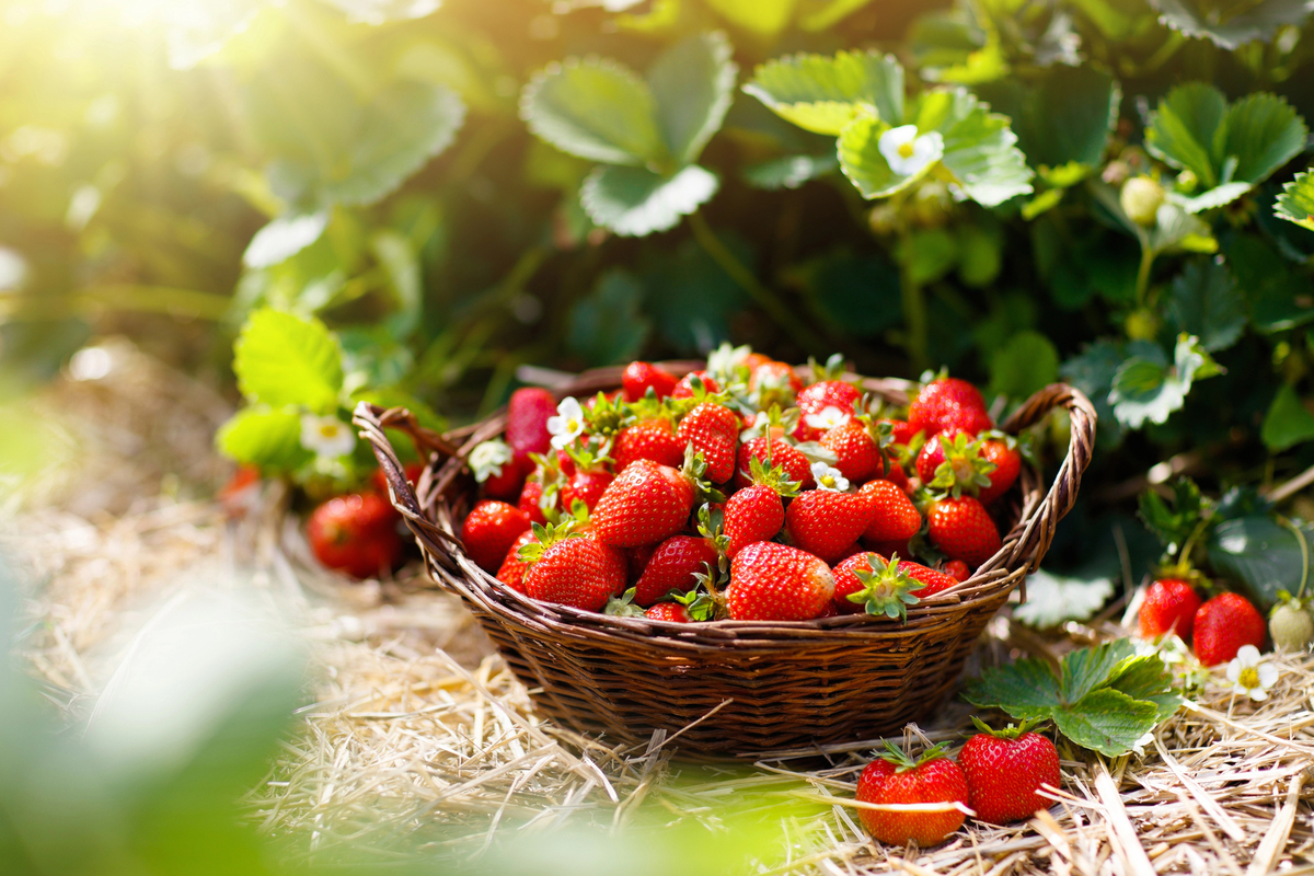 how to keep strawberries fresh longer
