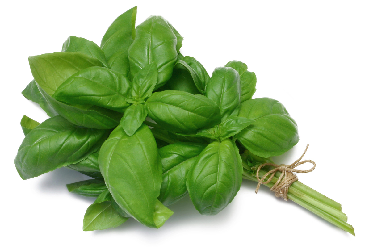 how to dry basil leaves