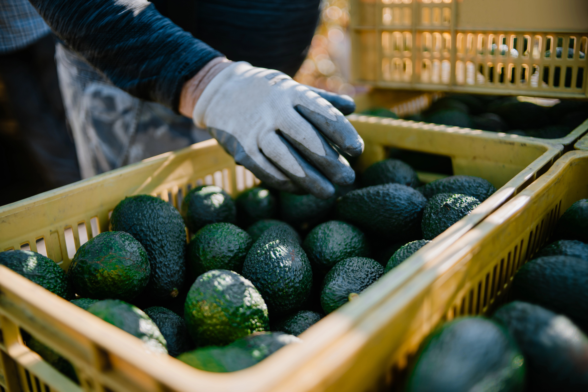 how to ripen avocados quickly
