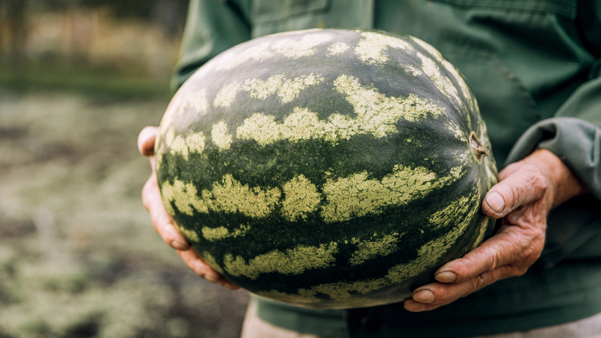 How to pick a watermelon