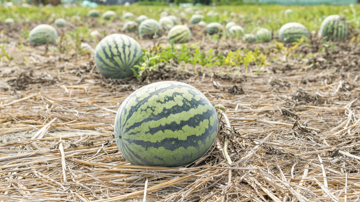 How to pick a watermelon