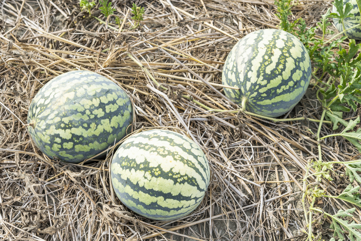 Depositphotos 491884934 L