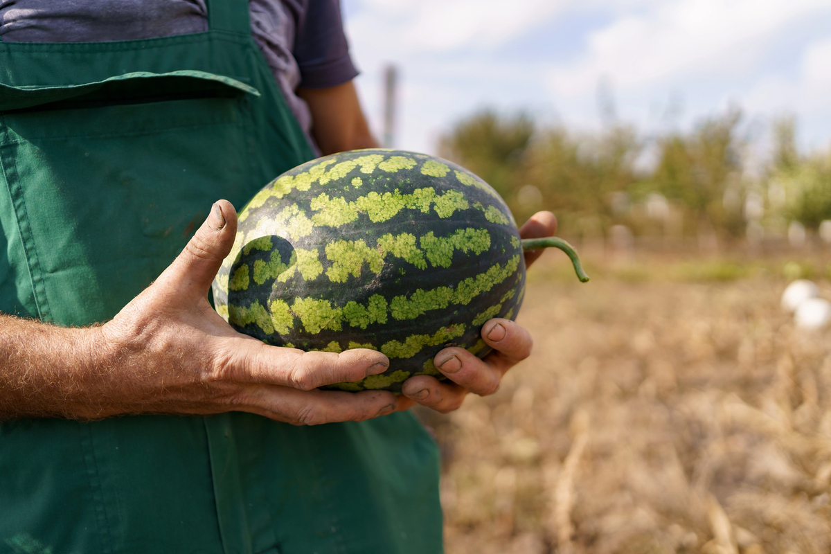 How to pick a watermelon