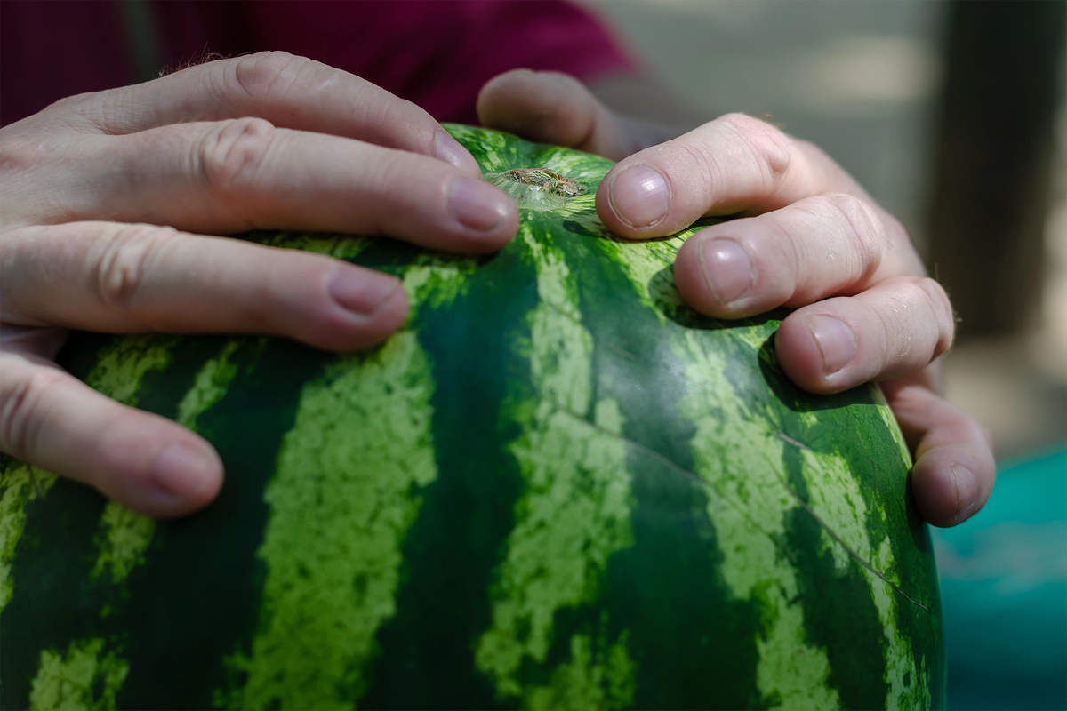 How to pick a watermelon