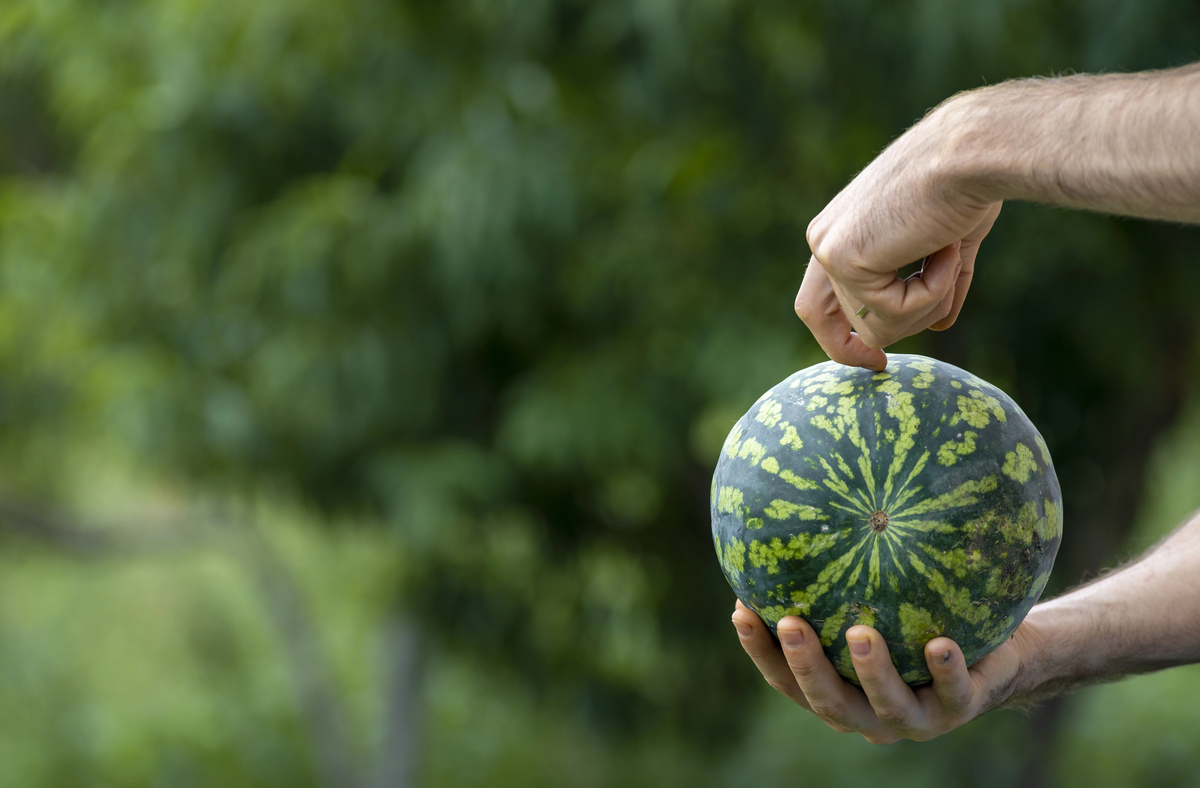 How to pick a watermelon