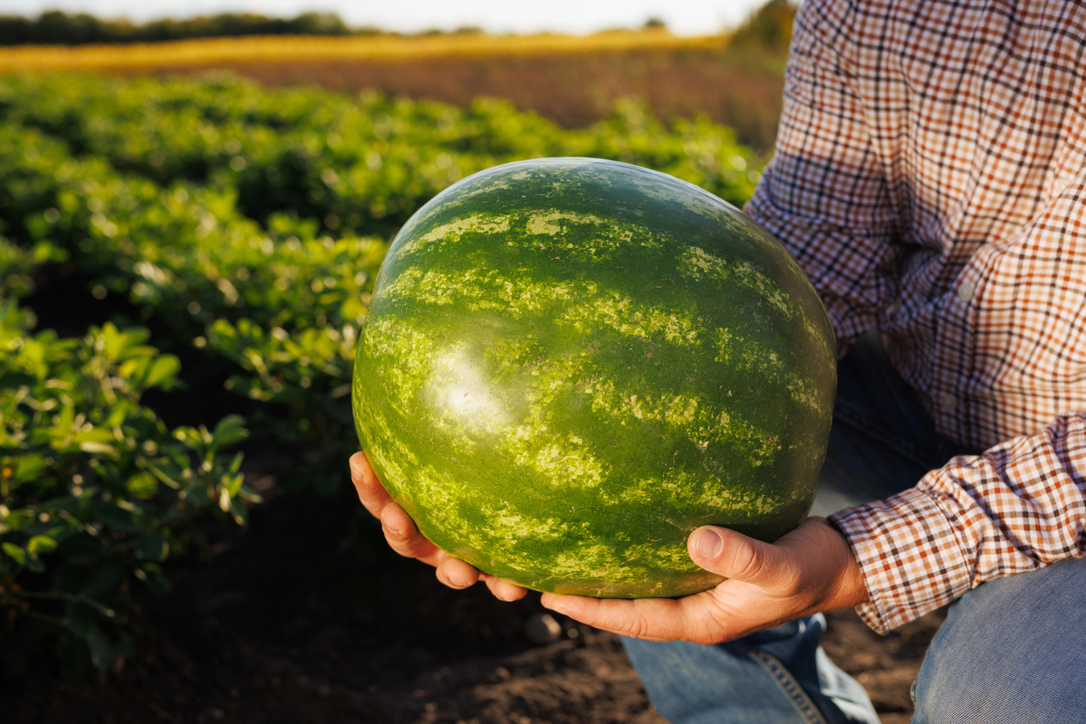 How to pick a watermelon