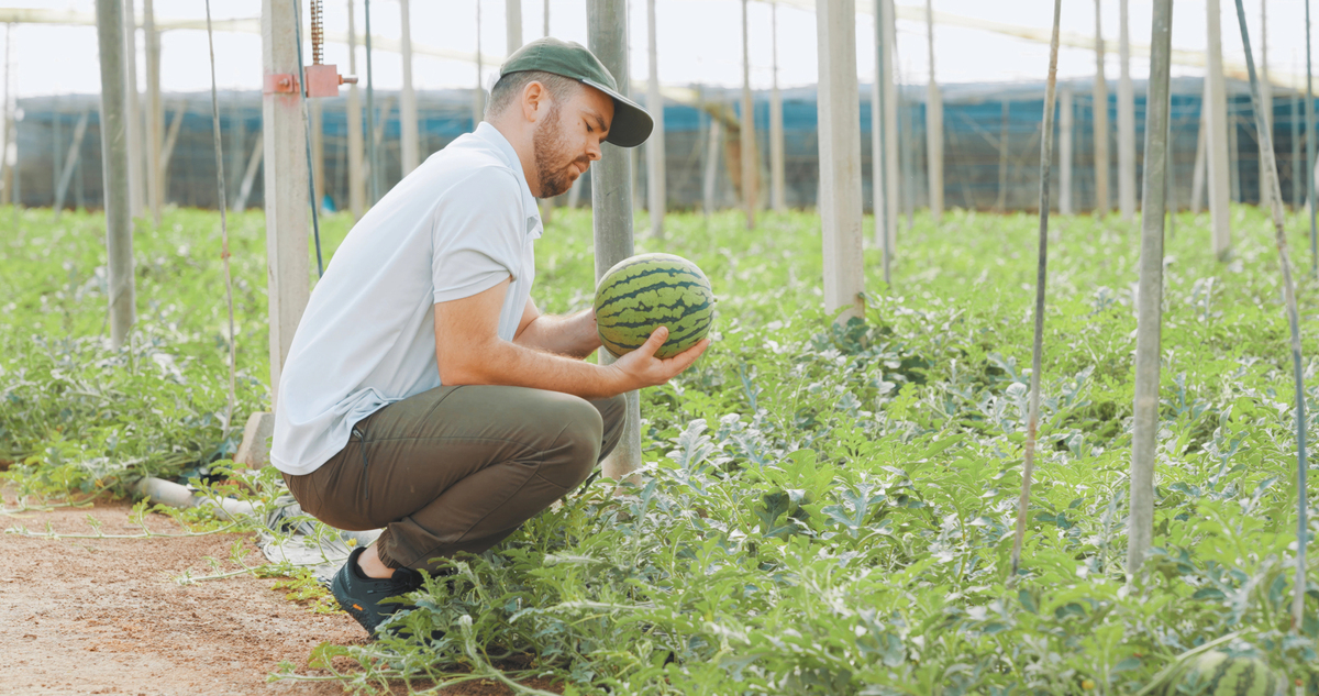 How to pick a watermelon